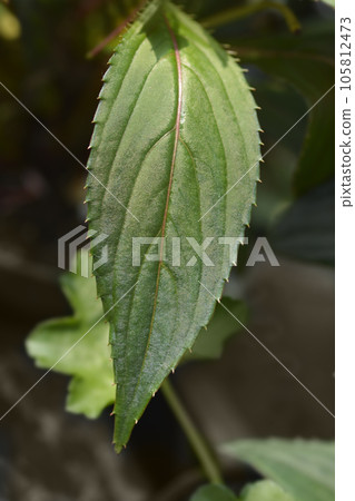 Busy Lizzie 105812473