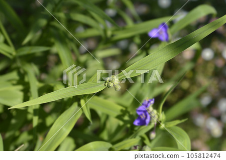 Spiderwort flower 105812474