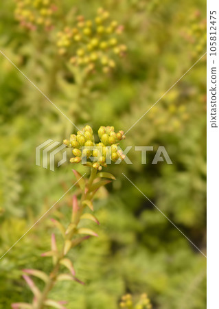 Rock stonecrop Angelina Rock stonecrop Angelina 105812475