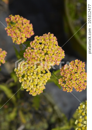 Milly Rock Yellow Terracotta Yarrow Milly Rock Yellow Terracotta Yarrow 105812477
