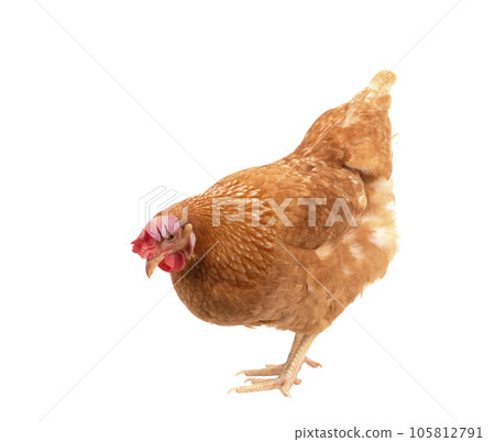 full body of brown chicken ,hen standing isolated white background use for farm animals and livestock theme full body of brown chicken ,hen standing isolated white background use for farm animals and livestock theme 105812791