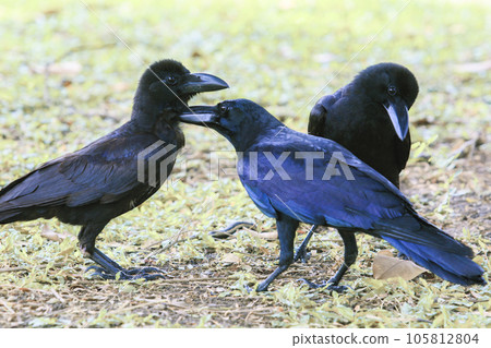 three black feather crow bird on ground 105812804