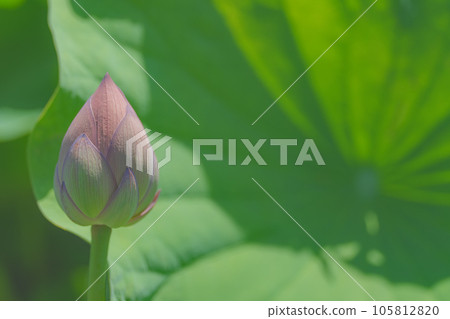 Lot of buds 105812820