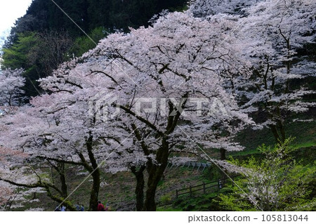Scenery with cherry blossoms 105813044