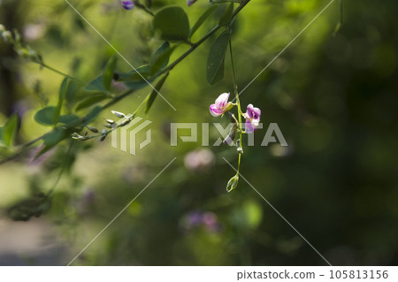 Tokyo Jindai Botanical Gardens Bewitching bush clover blooming in early autumn [flowers and plants] 105813156
