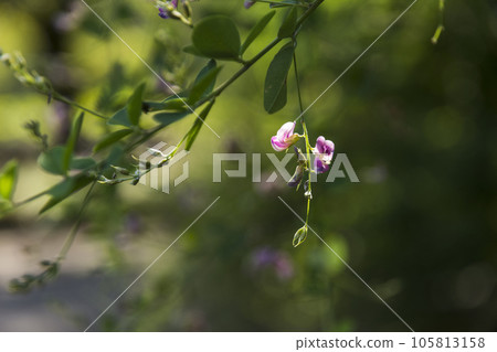 東京神代植物園 初秋綻放的迷人三葉草【花草】 105813158