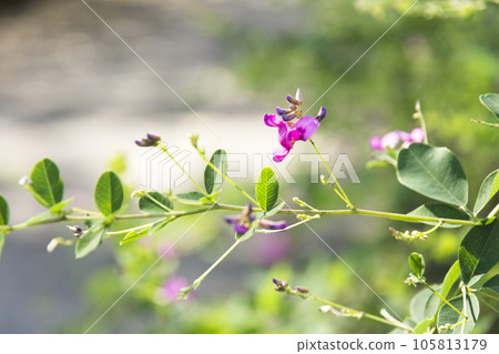 東京神代植物園 初秋綻放的迷人三葉草【花草】 東京神代植物園 初秋綻放的迷人三葉草【花草】 105813179