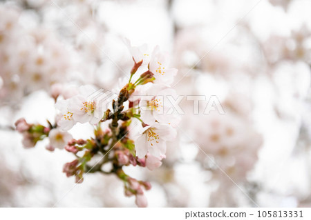 在彥根城的櫻花 105813331