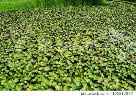 Hiraike Park water lily pond Hiraike Park water lily pond 105813877