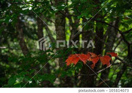 秋葉在樹枝上展望未來 秋葉在樹枝上展望未來 105814073