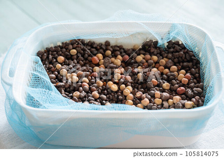 水培豆芽 105814075