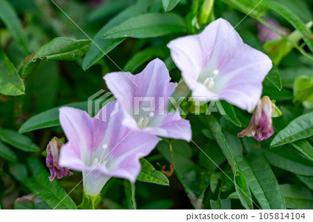 Day Flower Day Flower 105814104