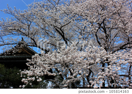 盛開的櫻花和福藏院的鐘樓(1) 盛開的櫻花和福藏院的鐘樓(1) 105814163