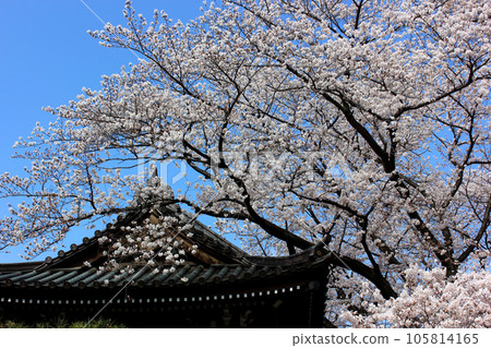 盛開的櫻花與福藏院的鐘樓(2) 盛開的櫻花與福藏院的鐘樓(2) 105814165