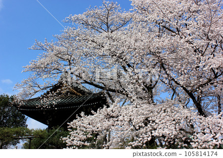 Cherry blossoms in full bloom and the bell tower of Fukuzoin Temple (5) 105814174