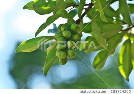 Green ogata manoki berries (summer, July) 105814200