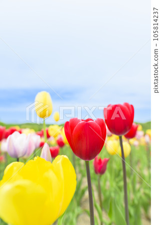 鬱金香和藍天在盛開 105814237