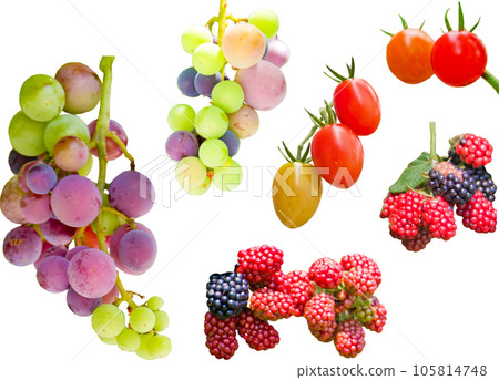 Clipping Material Set - Harvest 2 Clipping Material Set - Harvest 2 105814748