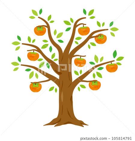Persimmon tree 105814791