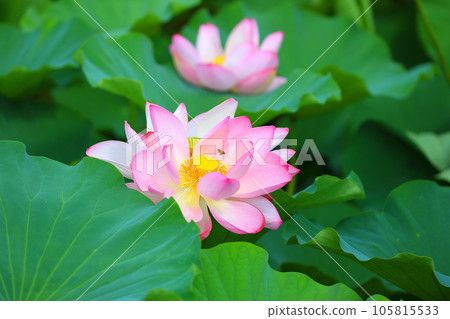 Lotus flowers and bees at Kagamigaike Pond in Saruga Park 105815533