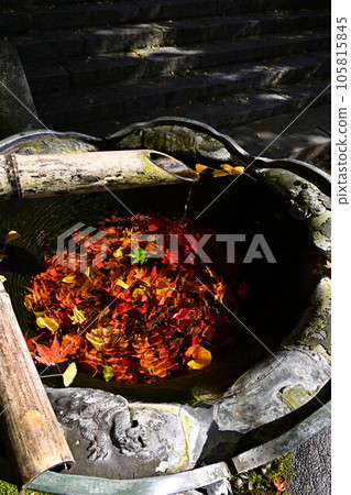 Autumn leaves of Banshu Temple Autumn leaves of Banshu Temple 105815845
