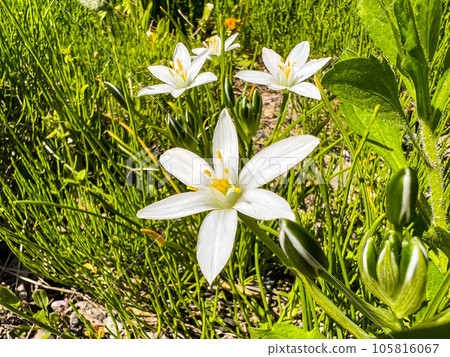 奧阿馬納的白色花朵在春天的田野中綻放 105816067