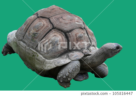 亞達伯拉像龜 (Geochelone gigantea) 亞達伯拉像龜 (Geochelone gigantea) 105816447