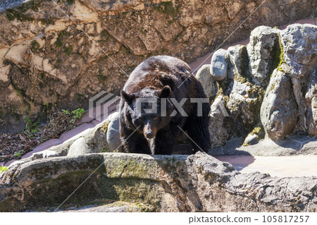 Tama Zoological Park, Black Bear 105817257