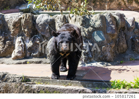 Tama Zoological Park, Black Bear 105817261