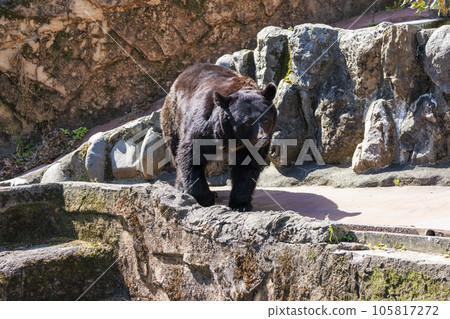 塔馬動物園，黑熊 105817272