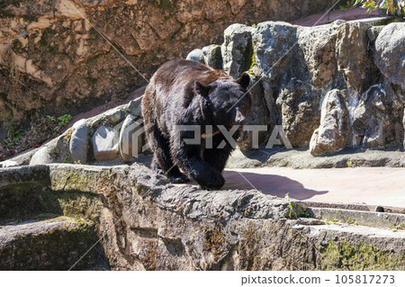 塔馬動物園，黑熊 105817273