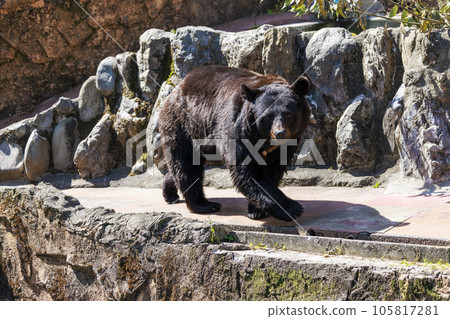 Tama Zoological Park, Black Bear 105817281