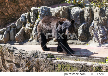 Tama Zoological Park, Black Bear 105817283