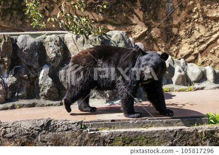 Tama Zoological Park, Black Bear 105817296