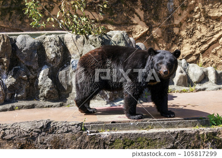 塔馬動物園,黑熊 塔馬動物園,黑熊 105817299