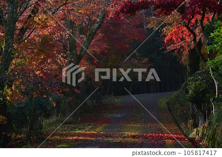 Joshoji temple in autumn 105817417