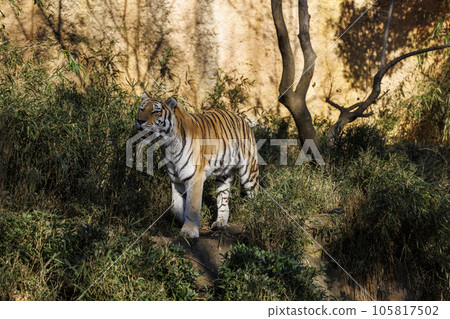 多摩動物公園阿穆爾虎 105817502