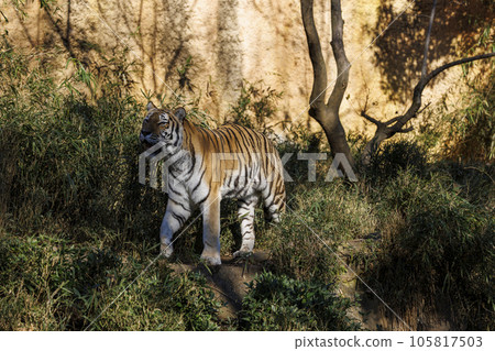 多摩動物公園阿穆爾虎 105817503