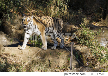 多摩動物公園阿穆爾虎 105817506