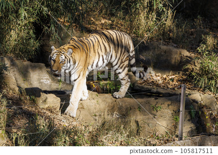 Tama Zoological Park Amur Tiger 105817511