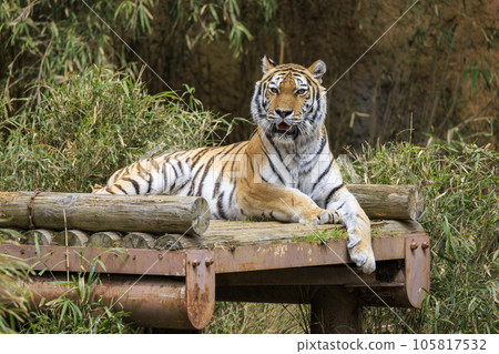 多摩動物公園阿穆爾虎 105817532