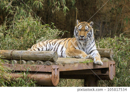 Tama Zoological Park Amur Tiger 105817534