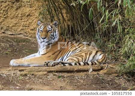 多摩動物公園阿穆爾虎 多摩動物公園阿穆爾虎 105817550