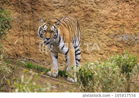 多摩動物公園阿穆爾虎 多摩動物公園阿穆爾虎 105817558