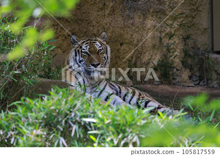 Tama Zoological Park Amur Tiger 105817559