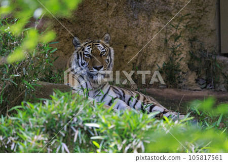 Tama Zoological Park Amur Tiger 105817561