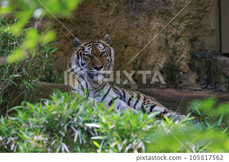 多摩動物公園阿穆爾虎 105817562