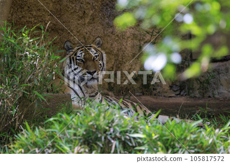 Tama Zoological Park Amur Tiger 105817572