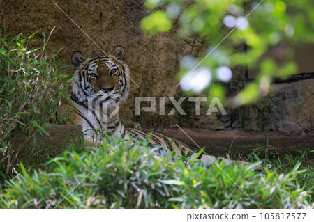 Tama Zoological Park Amur Tiger Tama Zoological Park Amur Tiger 105817577