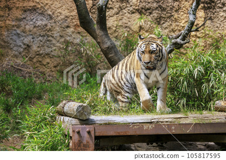 多摩動物公園阿穆爾虎 多摩動物公園阿穆爾虎 105817595